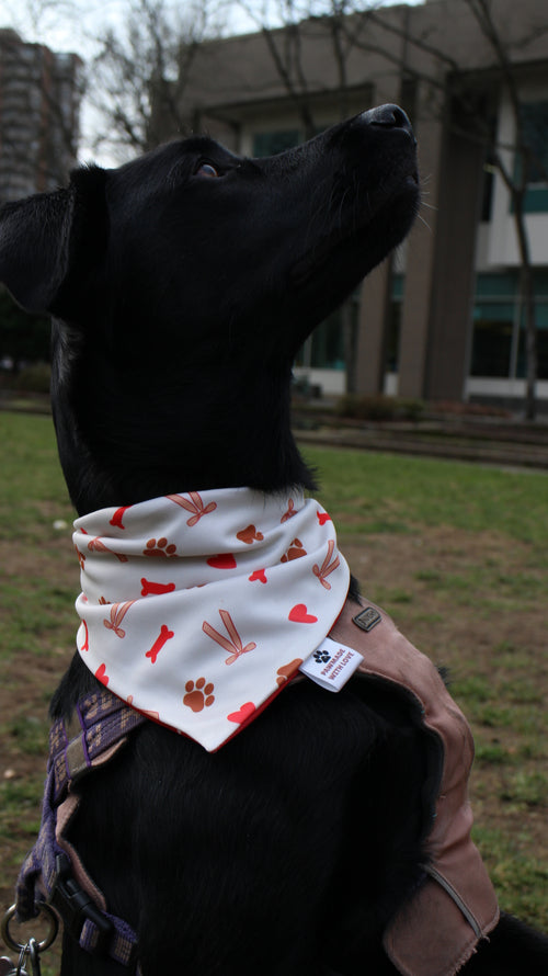 Bow-Wow Hearts & Paws Bandana