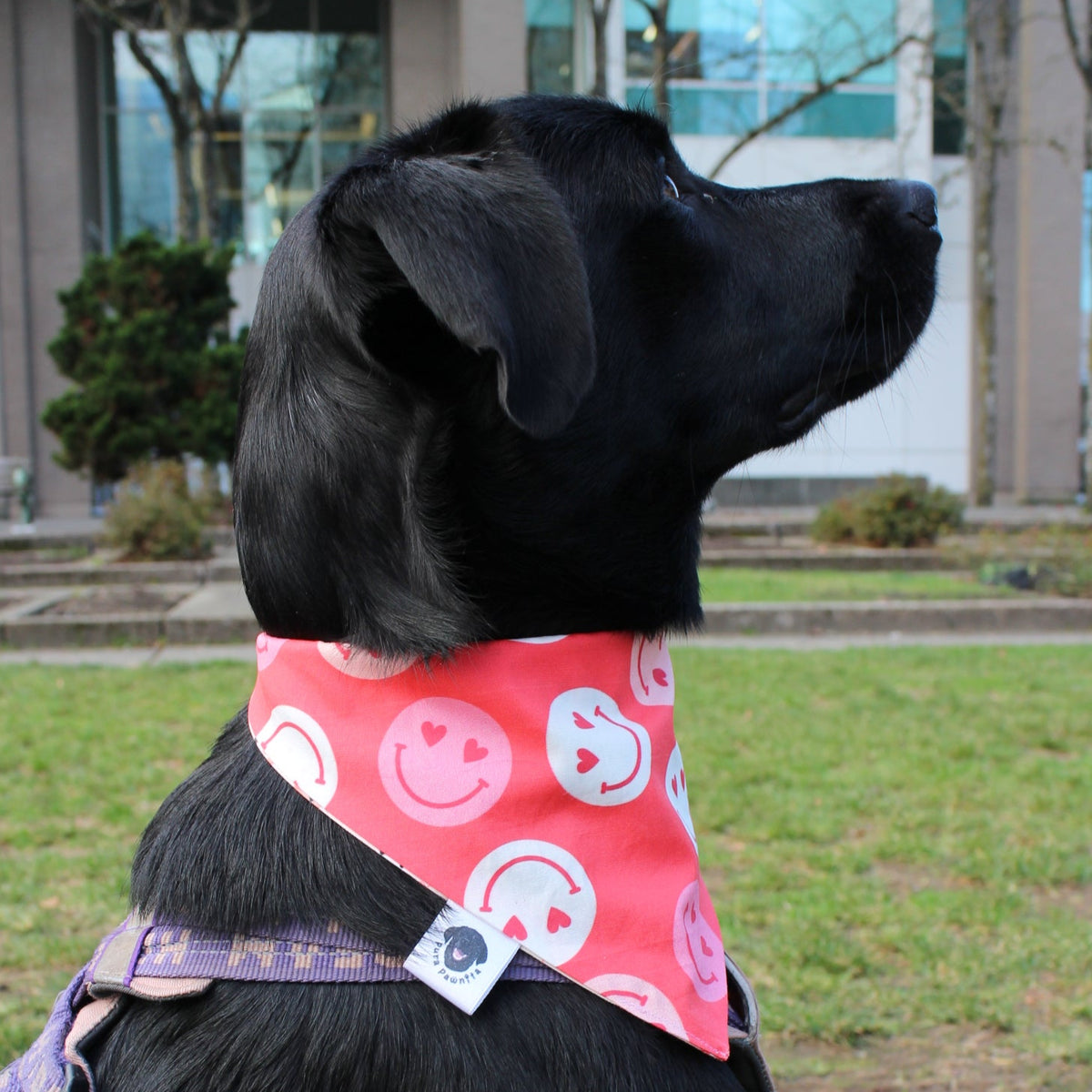 Puppy Love Smiles & Sweethearts Bandanas
