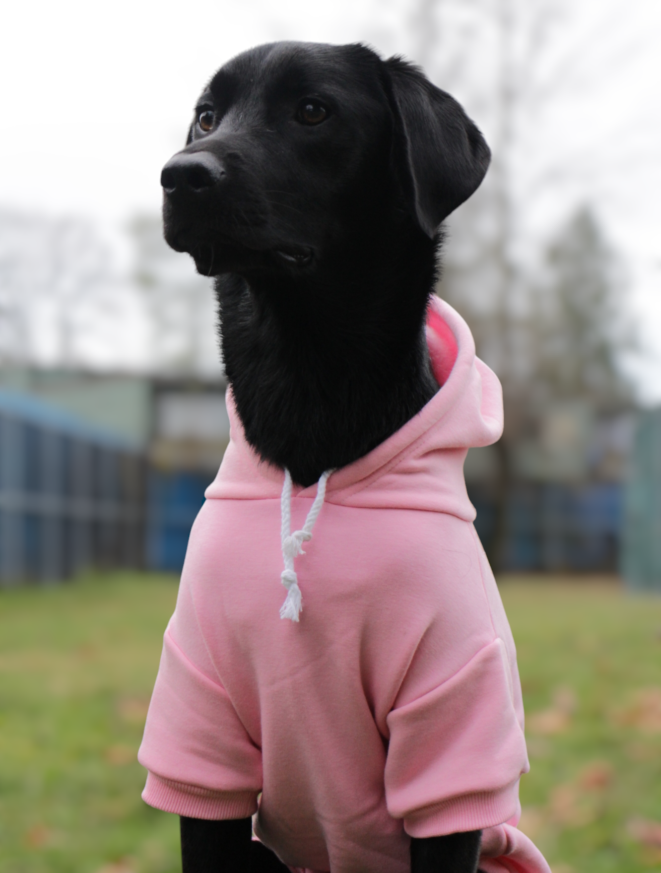 Home is Where My MOM/DAD is Pet Hoodie