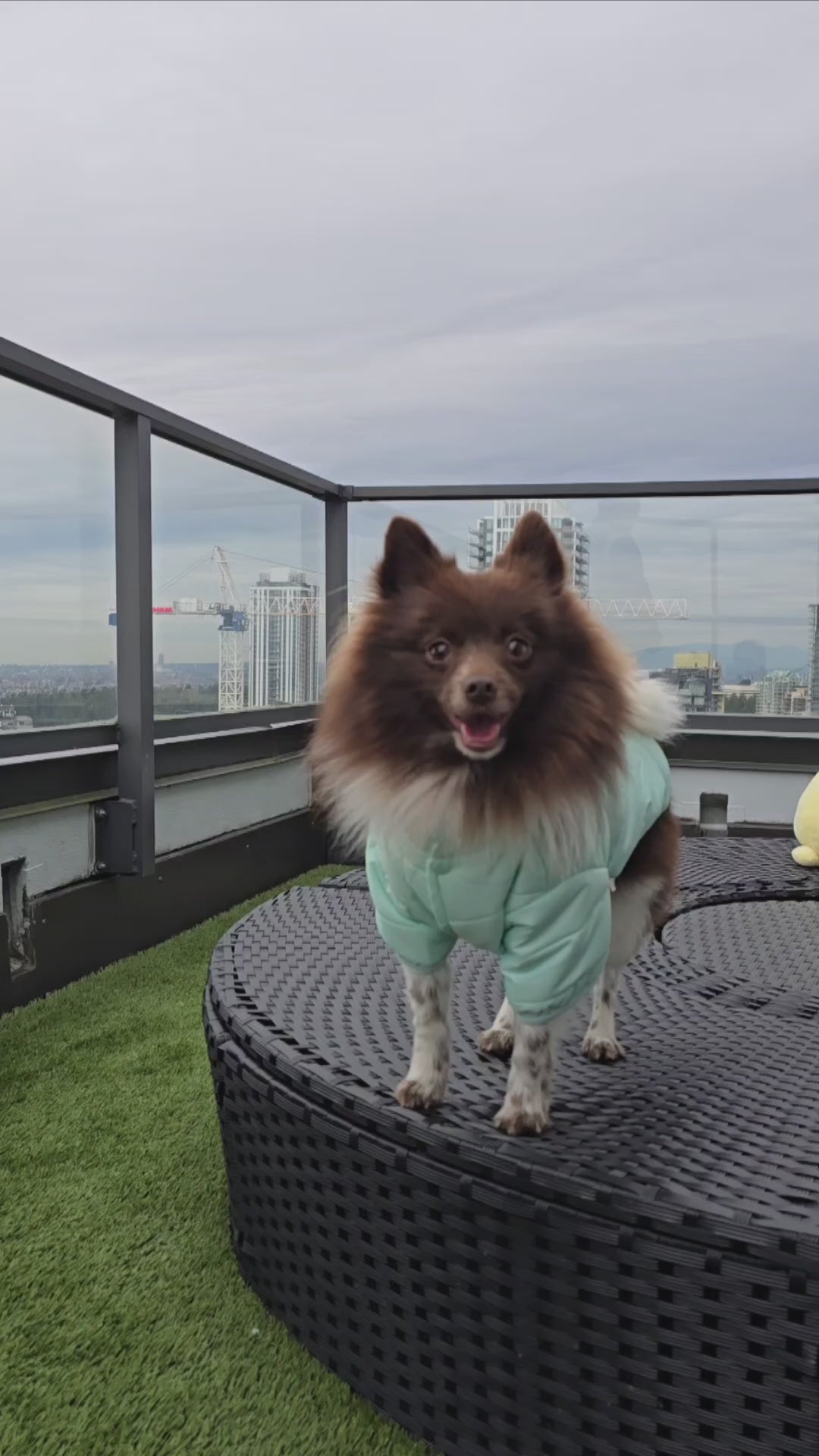 Insulated Puffer Jacket for Dogs | Mint Green Dreamy Pink